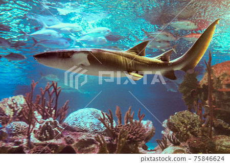Nurse sharks prefer to dwell near sea floor in warm, shallow waters of western Atlantic and eastern Pacific oceans. Nurse sharks prefer to dwell near sea floor in warm, shallow waters of western Atlantic and eastern Pacific oceans. 75846624