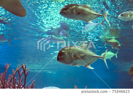 Giant trevally is an apex predator in most of its habitats, and is known to hunt individually and in schools. 75846625