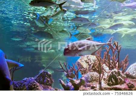 Caranx ignobilis or giant trevally behind glass of marine aquarium in Russian city of St. Petersburg. 75846626
