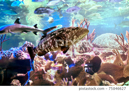 Goliath grouper behind glass of marine aquarium in Russian city of St. Petersburg. Goliath grouper behind glass of marine aquarium in Russian city of St. Petersburg. 75846627