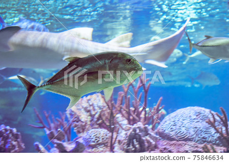 The giant trevally (Caranx ignobilis), also known as the lowly trevally, barrier trevally, giant kingfish or ulua, is a species of large marine fish classified in the jack family, Carangidae. 75846634