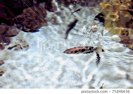 Toxotes jaculatrix or banded archerfish is brackish water perciform fish silvery in colour and has a dorsal fin towards the posterior end. Toxotes jaculatrix or banded archerfish is brackish water perciform fish silvery in colour and has a dorsal fin towards the posterior end. 75846636