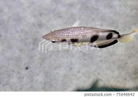 Banded archerfish or Toxotes jaculatrix is brackish water fish of perciform. 75846642
