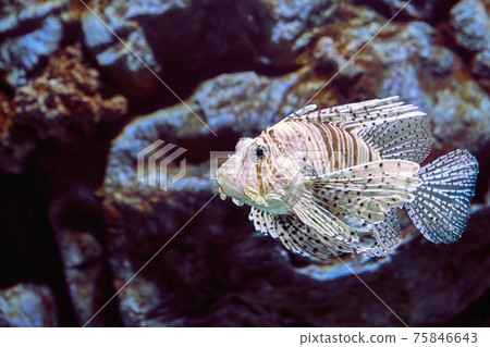 Red Lionfish or Pterois volitans This Indo-Pacific reef fish. 75846643