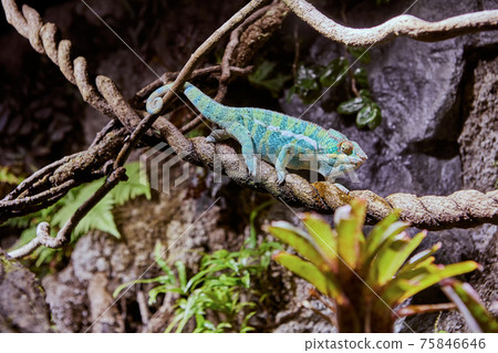 Panther Chameleon lurked on a branch against the backdrop of a rock. 75846646