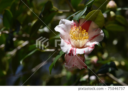 Morning glory camellia flower 75846737