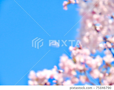 Moon and cherry tree 75846790