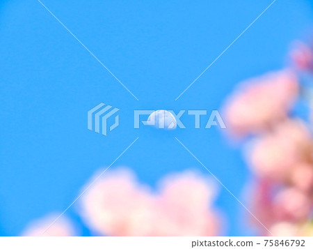 Moon and cherry tree 75846792