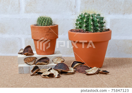 Cactus, heritage, yellow jade, plant, foliage plant, green, thorn, nature, green, thorn, succulent, gardening 75847123