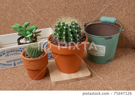 仙人掌,遺產,黃玉,植物,觀葉植物,綠色,荊棘,自然,綠色,荊棘,肉質,園藝 仙人掌,遺產,黃玉,植物,觀葉植物,綠色,荊棘,自然,綠色,荊棘,肉質,園藝 75847126