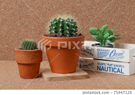 仙人掌,遺產,黃玉,植物,觀葉植物,綠色,荊棘,自然,綠色,荊棘,肉質,園藝 仙人掌,遺產,黃玉,植物,觀葉植物,綠色,荊棘,自然,綠色,荊棘,肉質,園藝 75847128