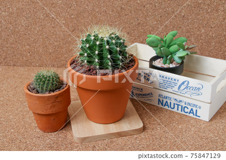 仙人掌,遺產,黃玉,植物,觀葉植物,綠色,荊棘,自然,綠色,荊棘,肉質,園藝 仙人掌,遺產,黃玉,植物,觀葉植物,綠色,荊棘,自然,綠色,荊棘,肉質,園藝 75847129
