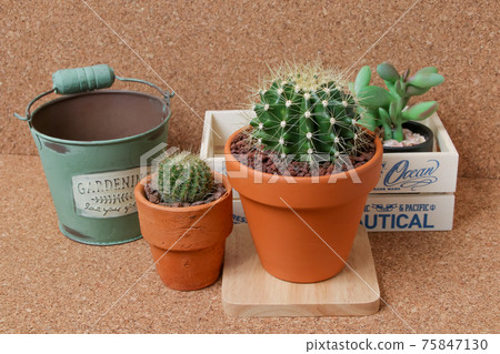 仙人掌，遺產，黃玉，植物，觀葉植物，綠色，荊棘，自然，綠色，荊棘，肉質，園藝 75847130