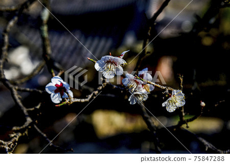 Suncheon Seonamsa Temple Spring 75847288