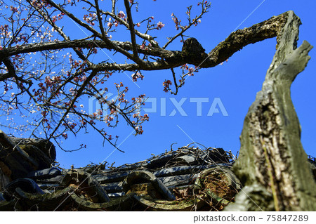 Suncheon Seonamsa Temple Spring Suncheon Seonamsa Temple Spring 75847289