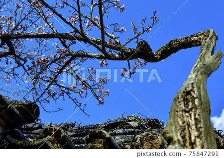 Suncheon Seonamsa Temple Spring Suncheon Seonamsa Temple Spring 75847291