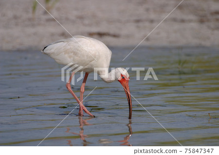 White Ibis, Eudocimus alba, at Fort De Soto State Park, Florida. 75847347