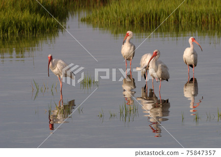 White Ibis, Eudocimus alba, at Fort De Soto State Park, Florida. 75847357