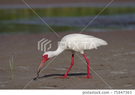 White Ibis, Eudocimus alba, at Fort De Soto State Park, Florida. 75847363