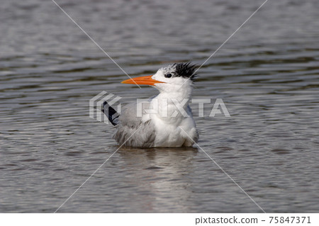 Royal Tern at Fort De Soto State Park, Florida. 75847371