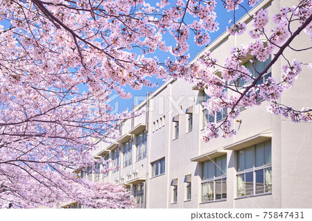 日本的春天。櫻花盛開和學校大樓的形象 日本的春天。櫻花盛開和學校大樓的形象 75847431