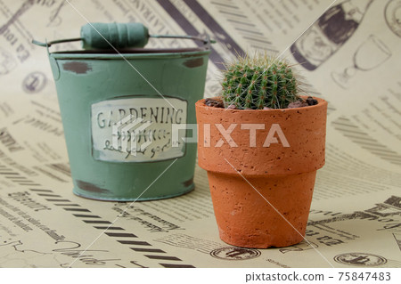 仙人掌,遺產,植物,觀葉植物,肉食植物,園藝,園藝,荊棘,自然,綠色,荊棘,寄居棕櫚 仙人掌,遺產,植物,觀葉植物,肉食植物,園藝,園藝,荊棘,自然,綠色,荊棘,寄居棕櫚 75847483