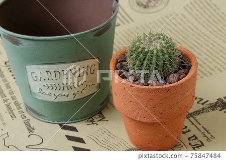 仙人掌，遺產，植物，觀葉植物，肉食植物，園藝，園藝，荊棘，自然，綠色，荊棘，寄居棕櫚 75847484