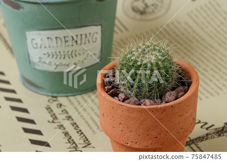 仙人掌,遺產,植物,觀葉植物,肉食植物,園藝,園藝,荊棘,自然,綠色,荊棘,寄居棕櫚 仙人掌,遺產,植物,觀葉植物,肉食植物,園藝,園藝,荊棘,自然,綠色,荊棘,寄居棕櫚 75847485