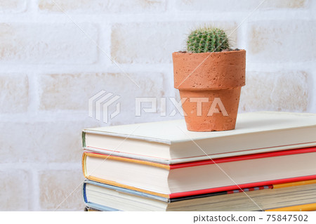 Cactus, heritage, plants, foliage plants, carnivorous plants, gardening, gardening, thorns, nature, green, thorns, hermit palm Cactus, heritage, plants, foliage plants, carnivorous plants, gardening, gardening, thorns, nature, green, thorns, hermit palm 75847502