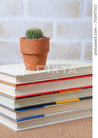 Cactus, heritage, plants, foliage plants, carnivorous plants, gardening, gardening, thorns, nature, green, thorns, hermit palm Cactus, heritage, plants, foliage plants, carnivorous plants, gardening, gardening, thorns, nature, green, thorns, hermit palm 75847503