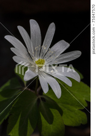 Pheasant's flower Pheasant's flower 75847570