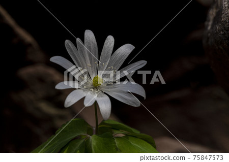 Pheasant's flower Pheasant's flower 75847573