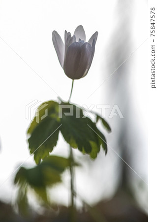Pheasant's flower Pheasant's flower 75847578
