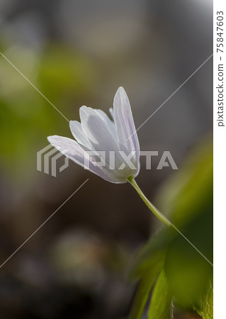 野雞的花 75847603