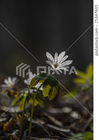Pheasant's flower Pheasant's flower 75847605
