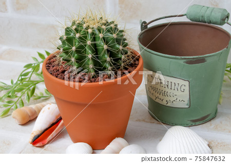 Cactus, yellow ball, plant, foliage plant, gardening, gardening, green, thorn, nature, green, thorn, succulent, potted plant 75847632