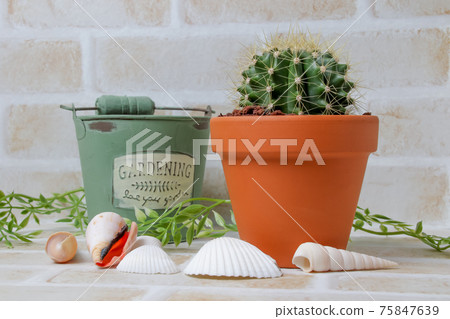 仙人掌,黃球,植物,觀葉植物,園藝,園藝,綠色,刺,自然,綠色,刺,多肉植物,盆栽 仙人掌,黃球,植物,觀葉植物,園藝,園藝,綠色,刺,自然,綠色,刺,多肉植物,盆栽 75847639