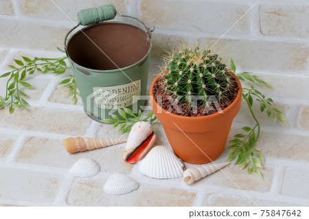 Cactus, yellow ball, plant, foliage plant, gardening, gardening, green, thorn, nature, green, thorn, succulent, potted plant Cactus, yellow ball, plant, foliage plant, gardening, gardening, green, thorn, nature, green, thorn, succulent, potted plant 75847642