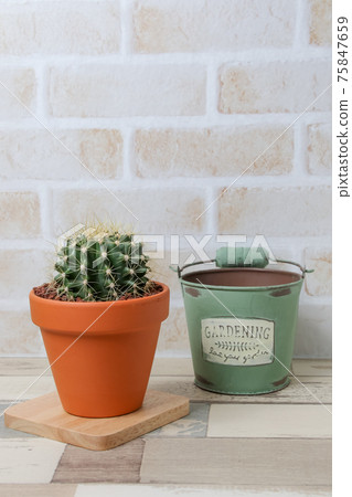 Cactus, yellow ball, plant, foliage plant, gardening, gardening, green, thorn, nature, green, thorn, succulent, potted plant Cactus, yellow ball, plant, foliage plant, gardening, gardening, green, thorn, nature, green, thorn, succulent, potted plant 75847659