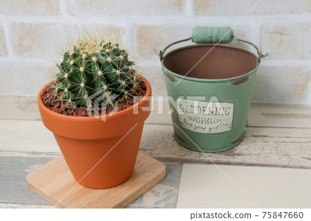 Cactus, yellow ball, plant, foliage plant, gardening, gardening, green, thorn, nature, green, thorn, succulent, potted plant 75847660