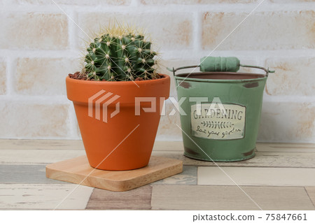 Cactus, yellow ball, plant, foliage plant, gardening, gardening, green, thorn, nature, green, thorn, succulent, potted plant 75847661