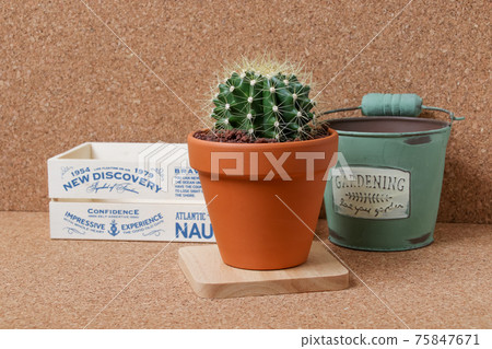 Cactus, yellow ball, plant, foliage plant, gardening, gardening, green, thorn, nature, green, thorn, succulent, potted plant 75847671