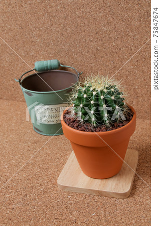 Cactus, yellow ball, plant, foliage plant, gardening, gardening, green, thorn, nature, green, thorn, succulent, potted plant Cactus, yellow ball, plant, foliage plant, gardening, gardening, green, thorn, nature, green, thorn, succulent, potted plant 75847674