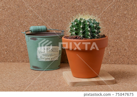 Cactus, yellow ball, plant, foliage plant, gardening, gardening, green, thorn, nature, green, thorn, succulent, potted plant Cactus, yellow ball, plant, foliage plant, gardening, gardening, green, thorn, nature, green, thorn, succulent, potted plant 75847675