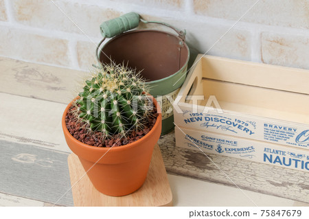 Cactus, yellow ball, plant, foliage plant, gardening, gardening, green, thorn, nature, green, thorn, succulent, potted plant Cactus, yellow ball, plant, foliage plant, gardening, gardening, green, thorn, nature, green, thorn, succulent, potted plant 75847679