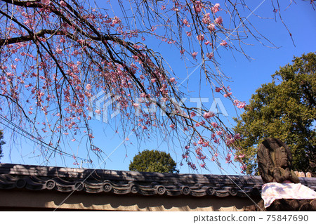Fukuzoin weeping cherry tree that began to open in the clear blue sky (1) 75847690