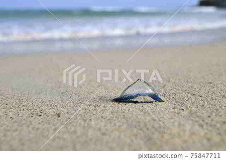 atsu美大島漂流在of美大島海岸 75847711