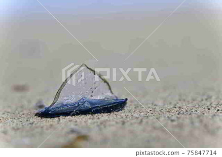 atsu美大島漂流在of美大島海岸 75847714