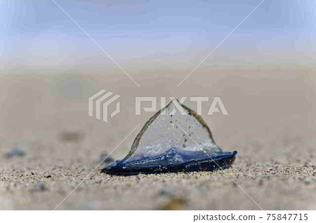 atsu美大島漂流在of美大島海岸 75847715