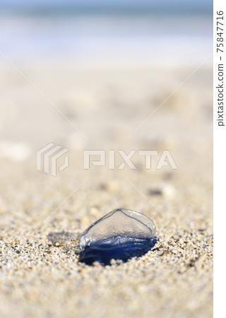 Portuguese man-of-war drifting on the coast of Amami Oshima Portuguese man-of-war drifting on the coast of Amami Oshima 75847716